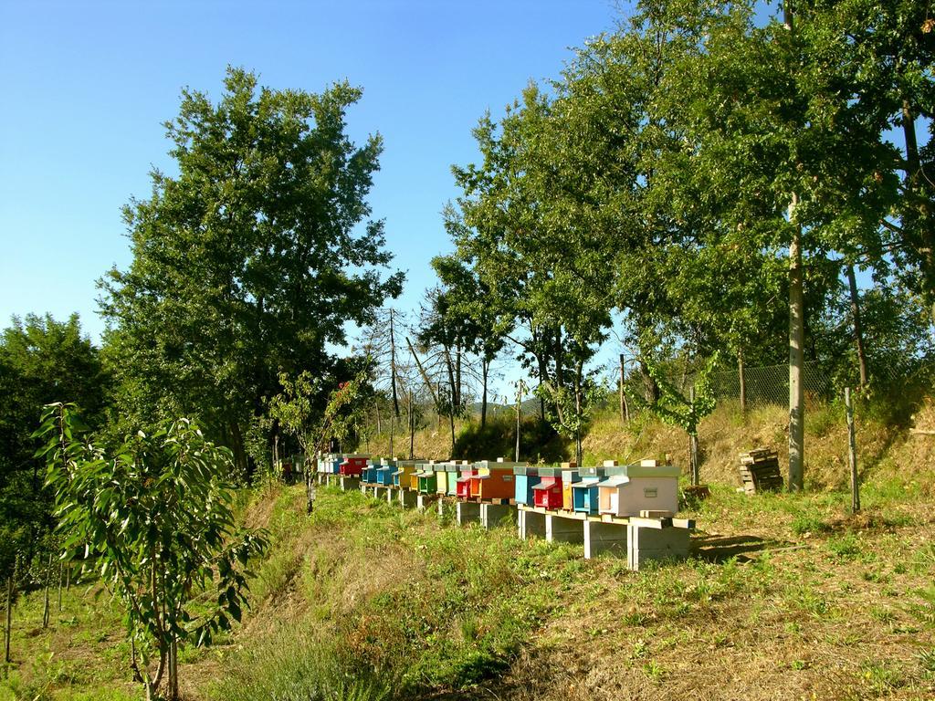 Agriturismo Angio Nel Cere Bracelli Zewnętrze zdjęcie